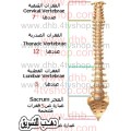 حزام للمساعدة على تخفيف الام العمود الفقرى بالطول spine masager